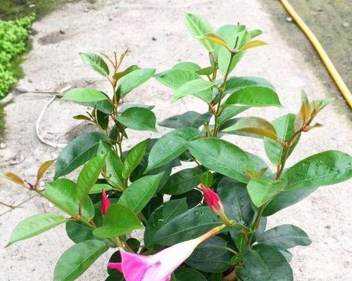红蝉花开花后修剪方法是什么？修剪后如何护理？