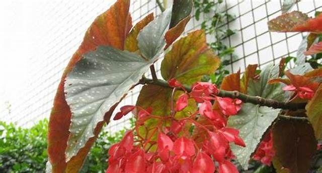 红蝉花的花期是什么时候？如何确定其开花季节？