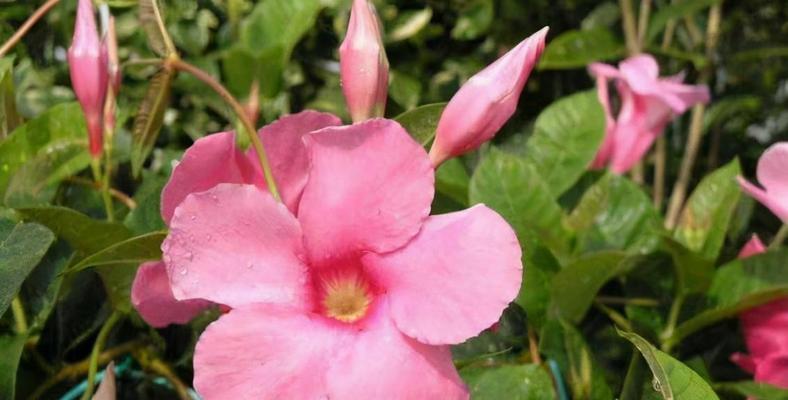 红蝉花的花期是什么时候？如何确定其开花季节？