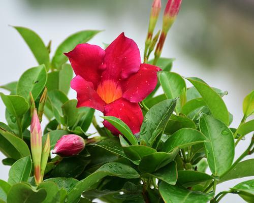 红蝉花一年开几次花？如何正确养护以促进开花？