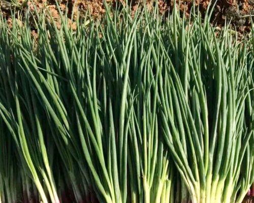 红葱头最佳种植时间是什么时候？如何确保种植成功？