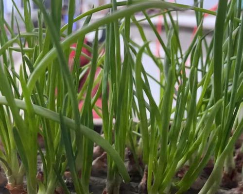 红葱头最佳种植时间是什么时候？如何确保种植成功？