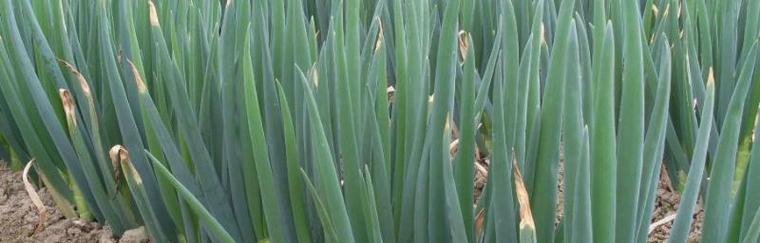 红葱头种植的最佳时间是什么时候？种植技术要点有哪些？