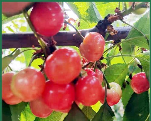 红灯樱桃几年结果实？如何正确种植和管理以提高产量？
