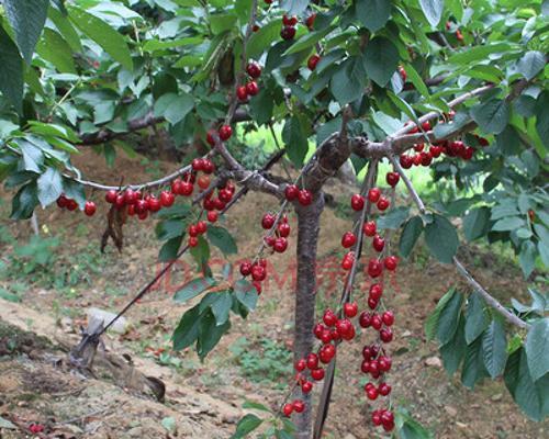 红灯樱桃几年结果实？如何正确种植和管理以提高产量？