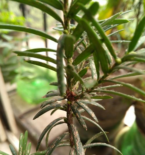 红豆彬叶子发黄怎么办？如何正确处理植物黄叶问题？