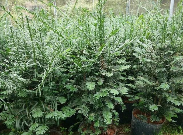 红豆彬叶子发黄怎么办？如何正确处理植物黄叶问题？
