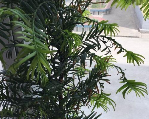 红豆彬叶子发黄怎么办？如何正确处理植物黄叶问题？