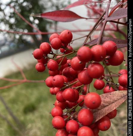 红豆的生长周期是多长时间？如何优化种植管理？