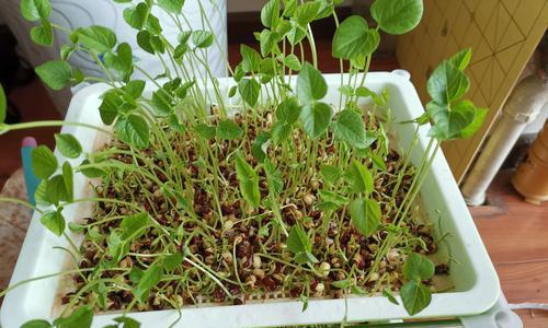 红豆怎么种植？最佳种植时间是什么时候？