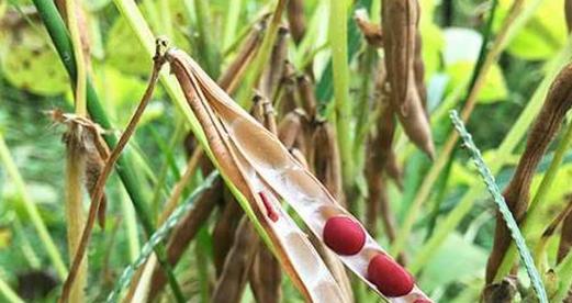 红豆怎么种植？最佳种植时间是什么时候？