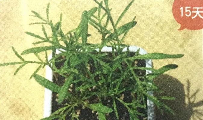 大波斯菊花语是什么？如何表达爱意和祝福？