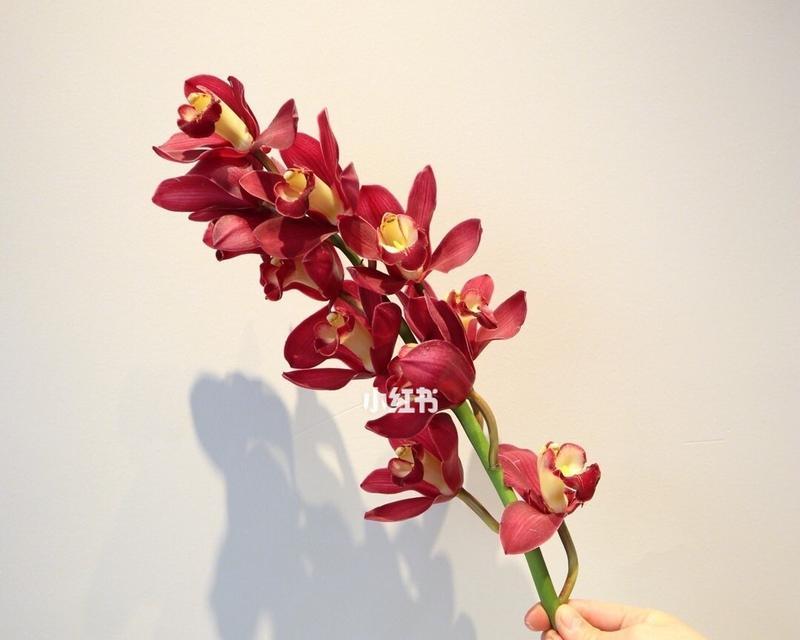 大花蕙兰花语是什么？如何正确解读大花蕙兰的花语含义？