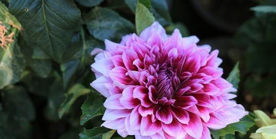 大丽花的花语是什么？它象征着什么含义？