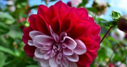 大丽花的花语是什么？它象征着什么含义？
