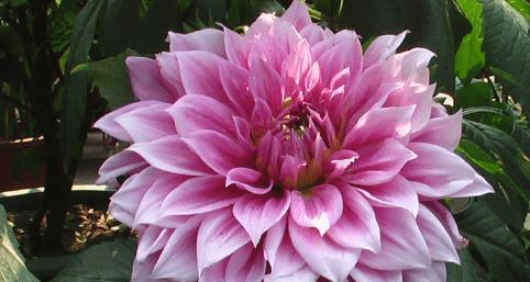 大丽花的花语是什么？它象征着什么含义？