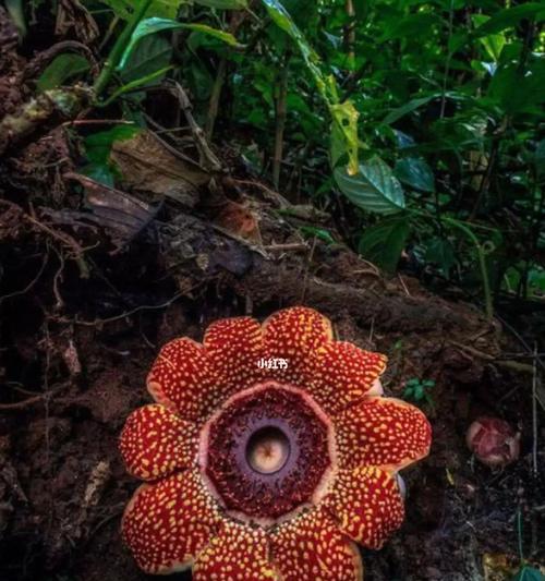 大王花花语是什么？大王花背后的故事有哪些？