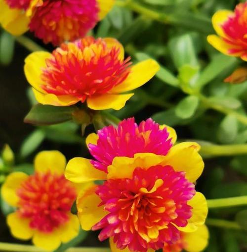 夏天有哪些花代表季节？它们各自有什么特点？