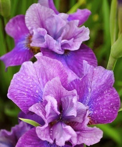 代表友情的花是哪一种？如何用花卉表达深厚友情？