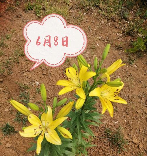 代表友情的花有哪些？如何挑选表达友情的花卉？