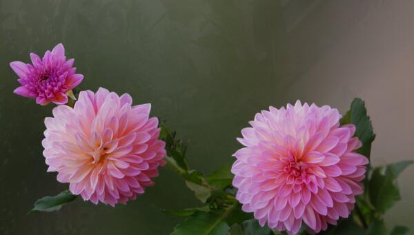 代表友谊长久的花有哪些？这些花卉的象征意义是什么？