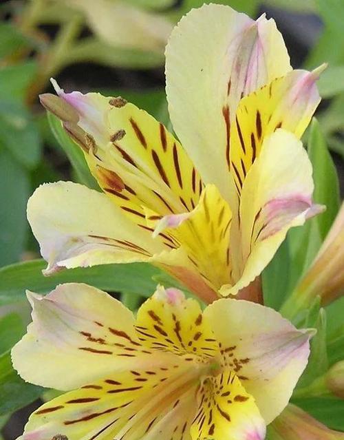 代表友谊长久的花有哪些？这些花卉的象征意义是什么？