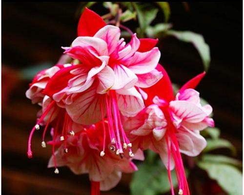 倒挂金钟花花语有哪些含义？