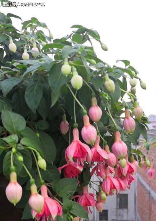 倒挂金钟花花语有哪些含义？