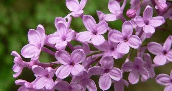 丁香花的花语是什么？丁香花的寓意有哪些常见问题？
