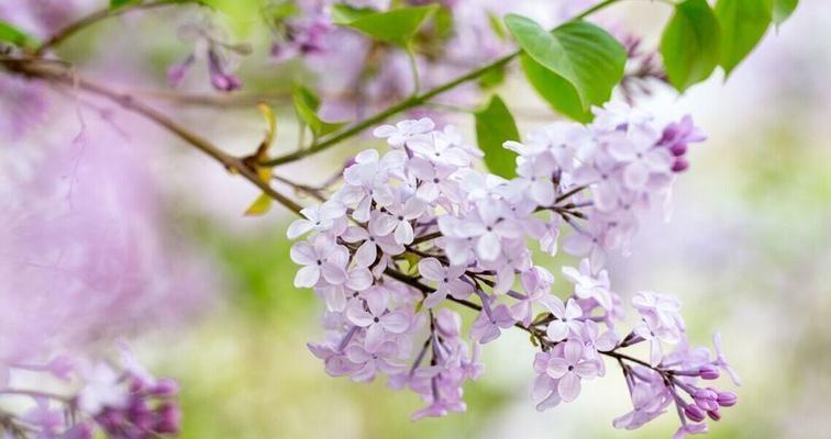 丁香花的花语是什么？丁香花的寓意有哪些常见问题？