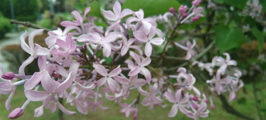 丁香花花语是什么意思？如何用丁香花表达情感？