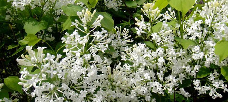 丁香花花语是什么意思？如何用丁香花表达情感？