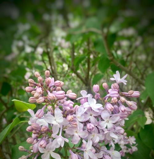 丁香花花语是什么意思？如何用丁香花表达情感？
