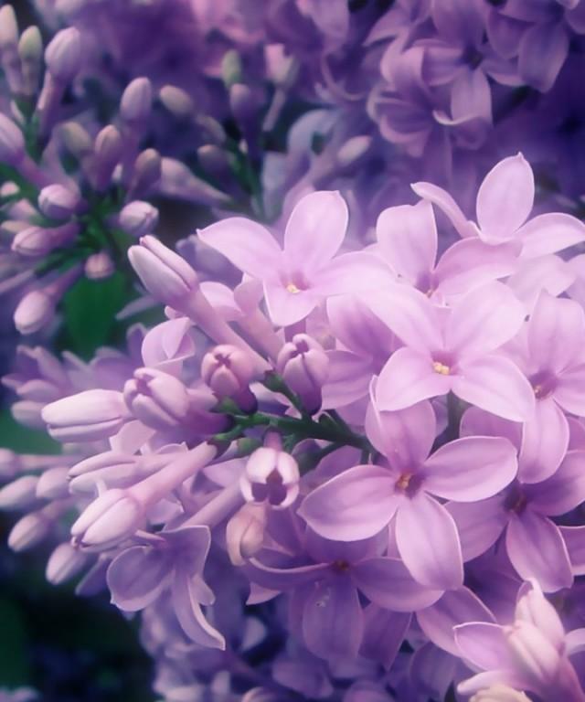 丁香花的花语是什么？丁香花象征着什么含义？