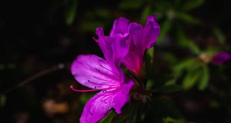 杜鹃花的花语是什么？如何正确解读杜鹃花的含义？