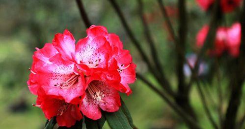 杜鹃花代表什么？杜鹃的花语有哪些含义？