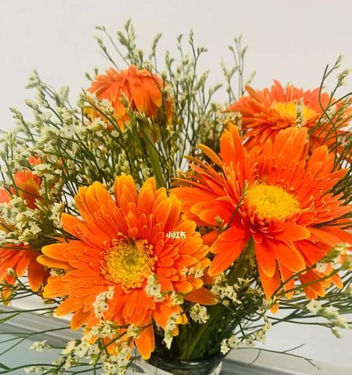 非洲菊花语是什么意思？如何正确解读非洲菊的花语？