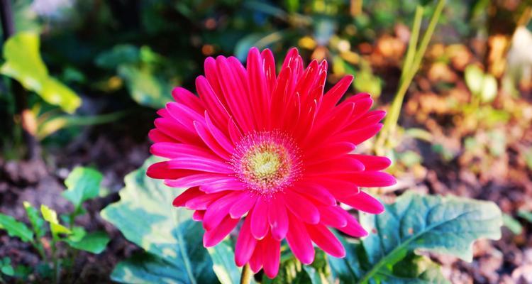 非洲菊花语是什么意思？如何正确解读非洲菊的花语？