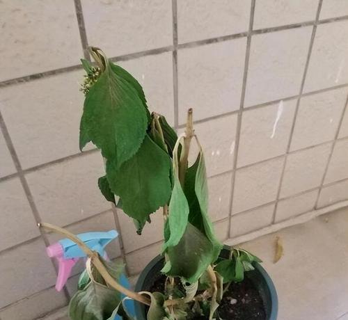 牡丹叶子发蔫怎么办？如何有效补救？