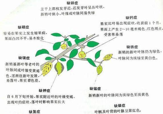 牡丹叶子发蔫怎么办？如何有效补救？