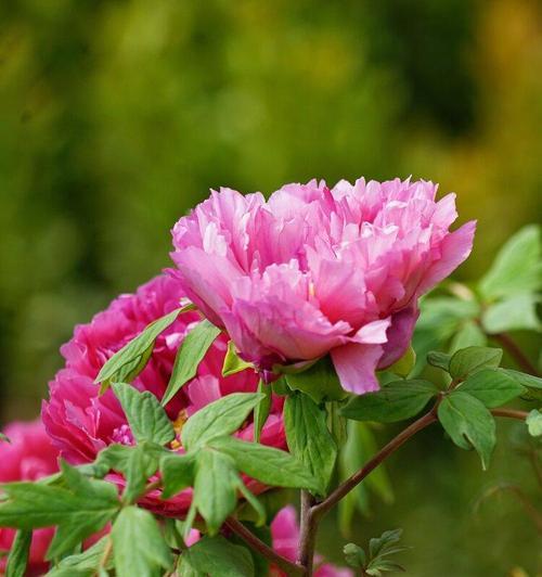 牡丹一年开几次花？最佳开花时间是什么时候？