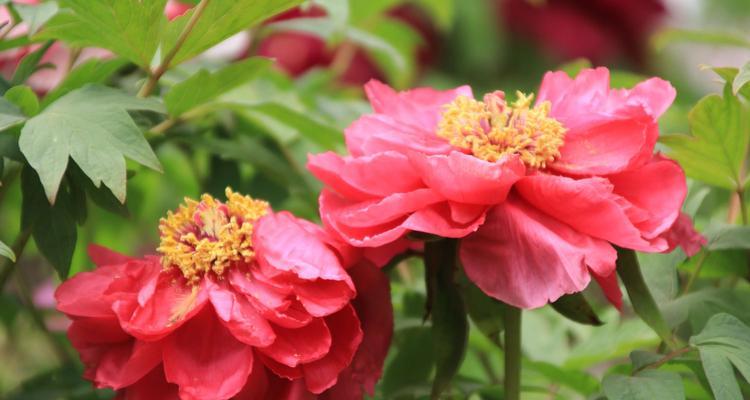 牡丹一年开几次花？最佳开花时间是什么时候？