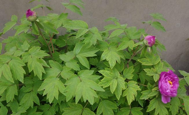 牡丹什么时候种植最好？生长周期有哪些特点？