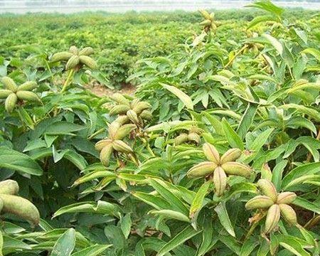 牡丹种子种植的最佳时机是什么时候？