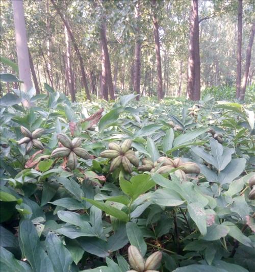 牡丹种子怎么种植？种植过程中需要注意哪些问题？