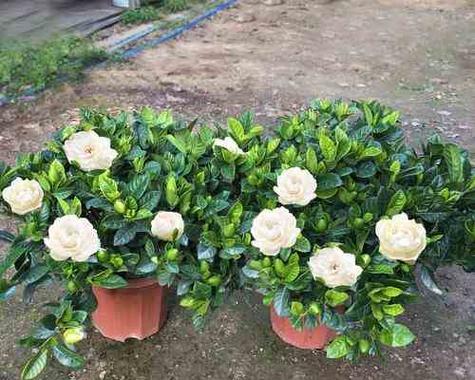 牡丹栀子花好养吗？养殖过程中需要注意哪些事项？