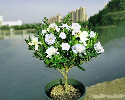 牡丹栀子一年开几次花？如何确保花开不断？