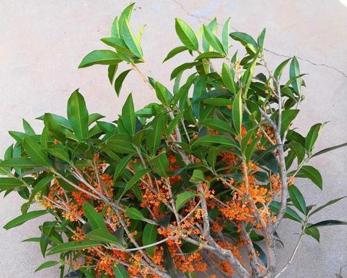 墓地种植桂花树的可行性与注意事项？