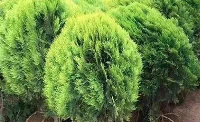 墓地适合种什么植物？如何选择合适的植物种类？