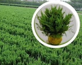 墓地适合种什么植物？如何选择合适的植物种类？